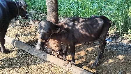 જાફરાબાદ પાડી વેસવાનીછે