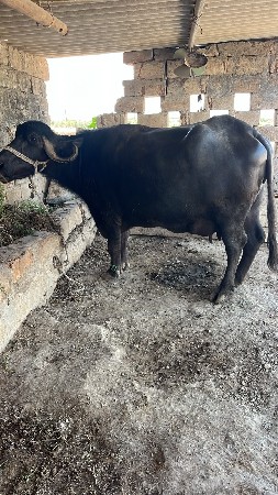 ભેંસ વેચવા ની છે