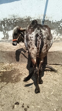 ગાય વેચવાની છે