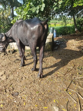 pado jafrabadi