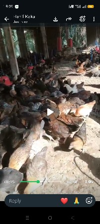 દેસી મોરઘા 9723164715