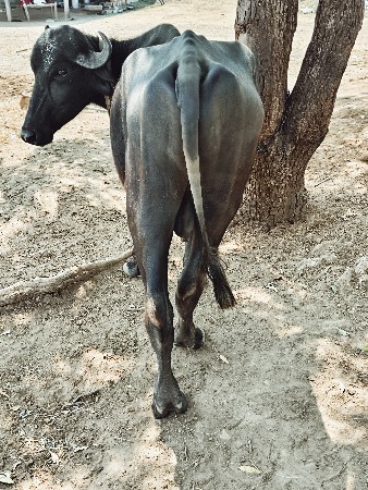 પાડો વેચવાનો છે