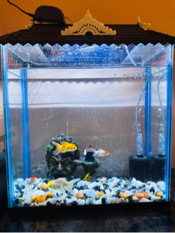 Aquarium ( machali ghar )