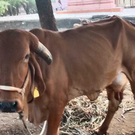 ગીર ગાય વેચવા ની છે