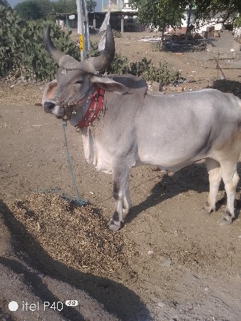 બળદ વેચવાનો છે