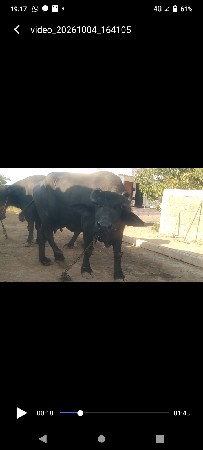 ભેંસ વેચવાની છે