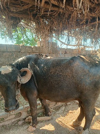 ભેંસ વેચવાની છે