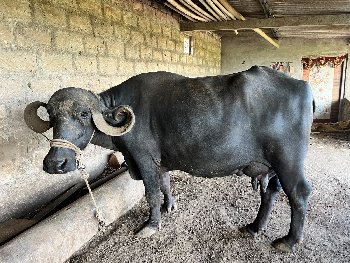 ભેંસ વેચાવા ની છે.