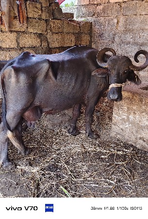 ભેંસ વેચવાની છેં