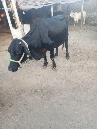 ગાય.    બ્લેક    જમ્બો.   ફૂલ.  હ