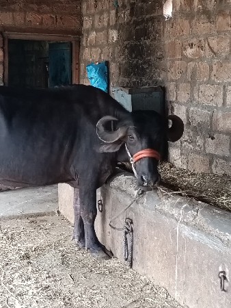 પેલું વેતર ખડેલી છે