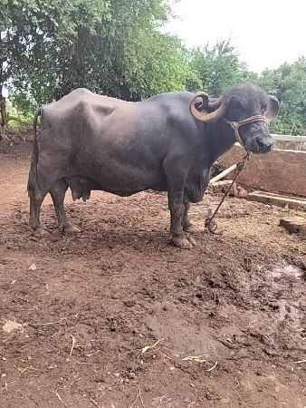 ભેંસ વેચવાની છે