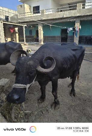 ભેંસ વેચવાની છે