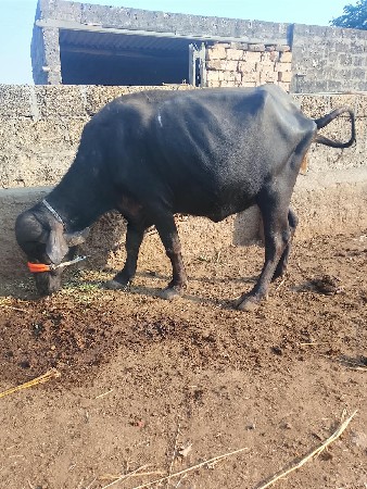 ભેસ