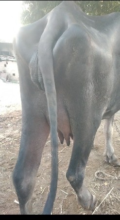 ભેંસ વેચવાની છે