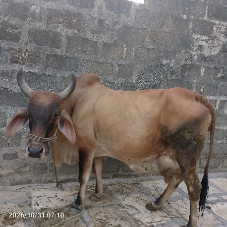 ગાય વેચવાની