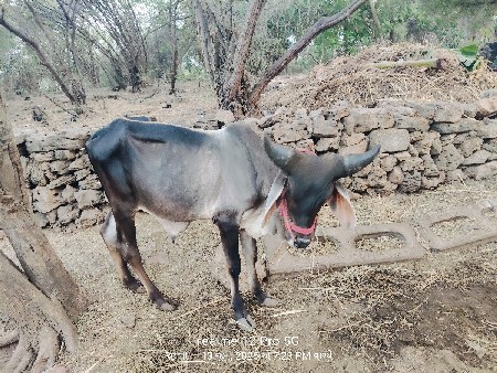 ઉતરાવી ગલ નથી