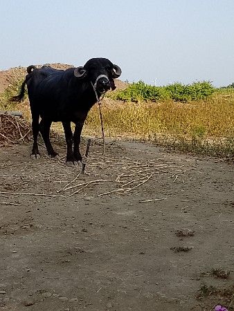 ખડેલી પેલું વેતર