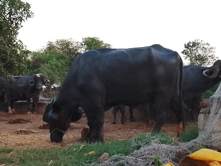 પાડો વેચવાનો છે