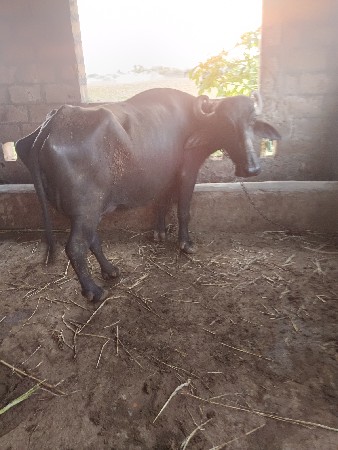 વેસવાનીસે