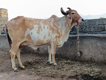 ગાય