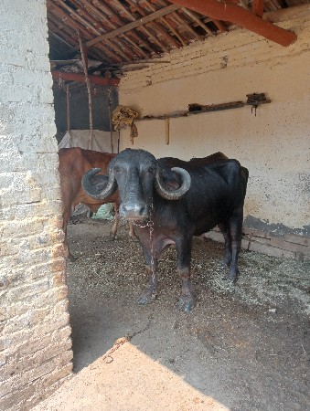 ભેંસ વેચવાની છે