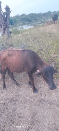 પાડી વેચવાની છે 11 મહિનાની છે