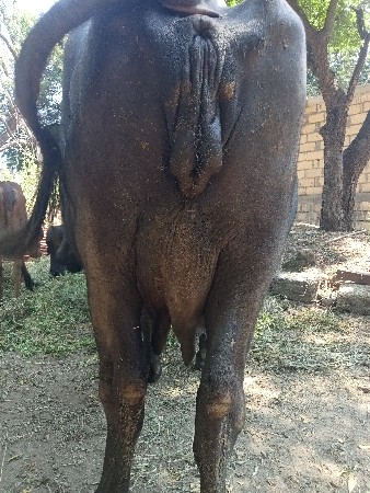 ભેંસ વેચવાની છે