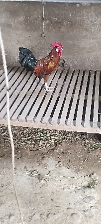 દેશી મુરઘો