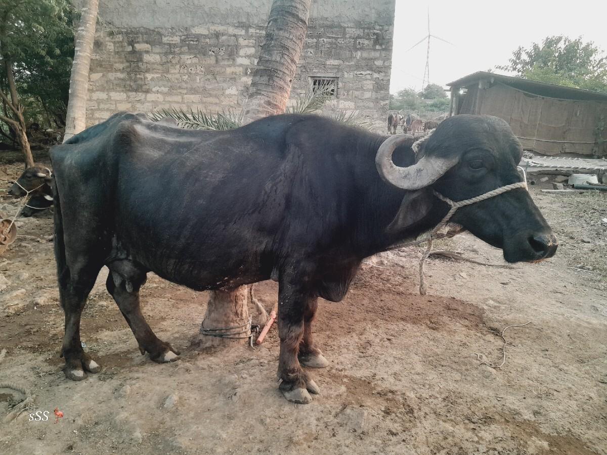 jafravadi
