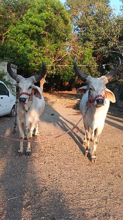 બળદ વેચવાના છે