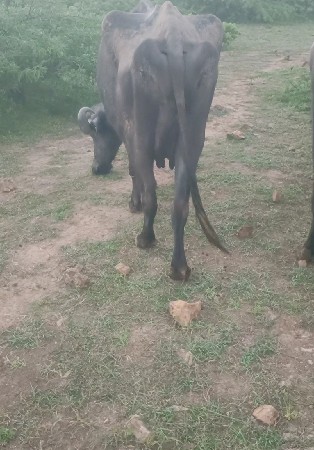 ભેંસ વેચવાની છે