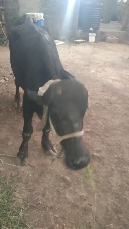 ખડેલી સે