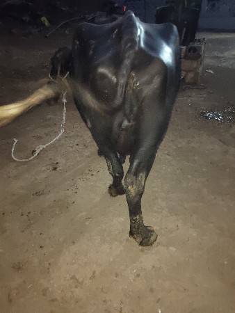 ભેંસ વેચવાની છે