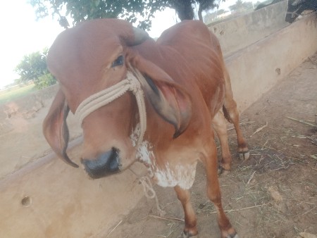 વેચવાની છે