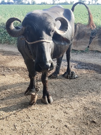 ભેંસ વેચવાની છે