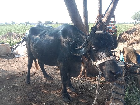 ભેંસ વેચવાની છે
