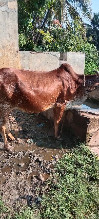ગાય વેચવાની છે