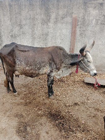 જર્સી ગાય વેચવાની છે