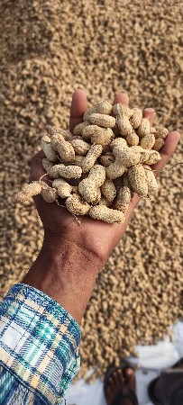 મગફળી  વેચવાની છે 22નંબર