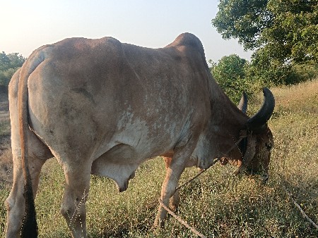 બળદ વેચવાનો છે