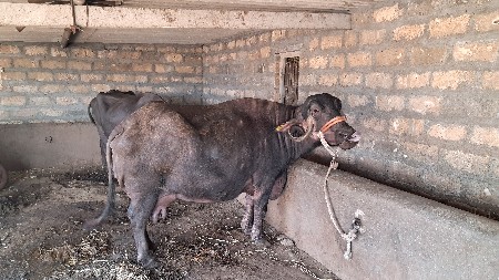 3 વેતર
