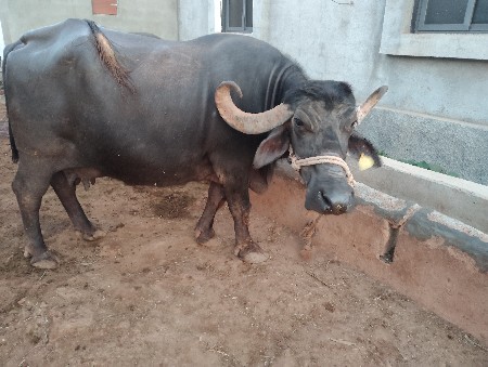 એક સાથે 2 ભેસો  વેચવાની છે