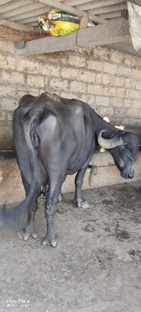 ભેંસ વેચવાની છે