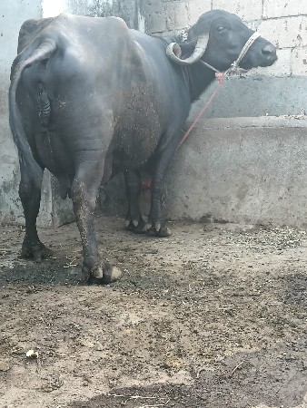 ભેંસ વેચવાની છે