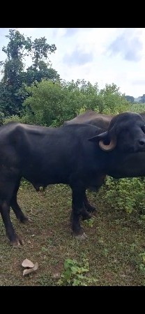પાડો  હમણા ફુટયોસે
