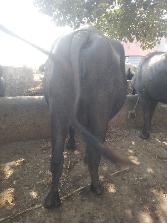 ખડેલી વેચવાની છે