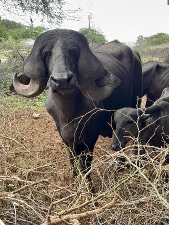 વિરમભાઇ6354543849