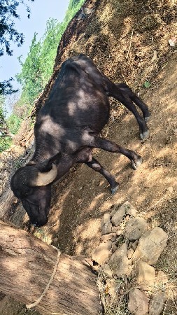 આ પાડો વેચવાનો સે