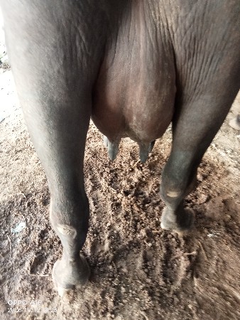 5,6 લીટર દુધ